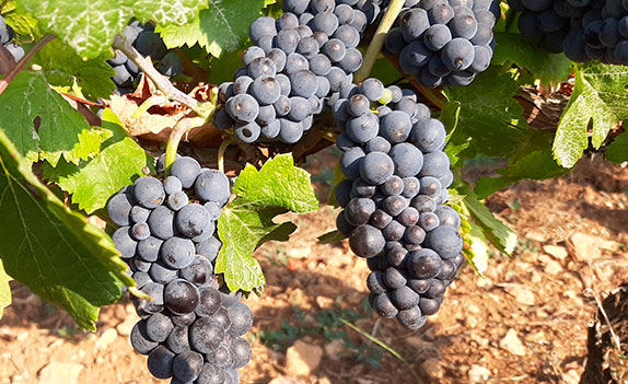 Viticulteur bio Mercurey Premier Cru