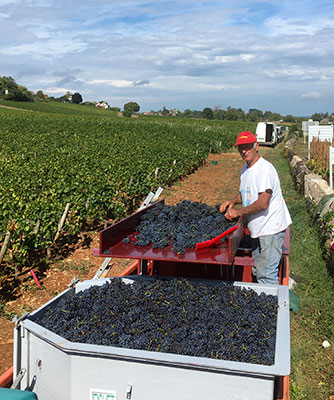 viticulteur Mercurey - tri du raisin vendanges la chassiere