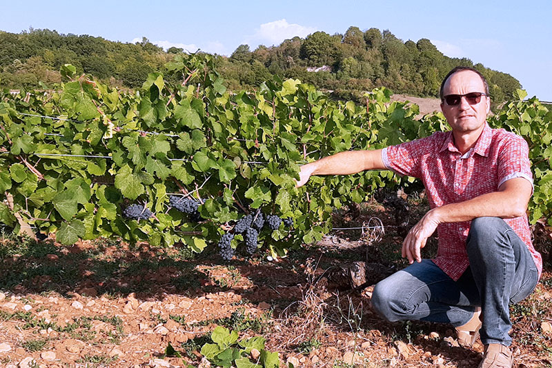 Mercurey rouge bio veilles vignes