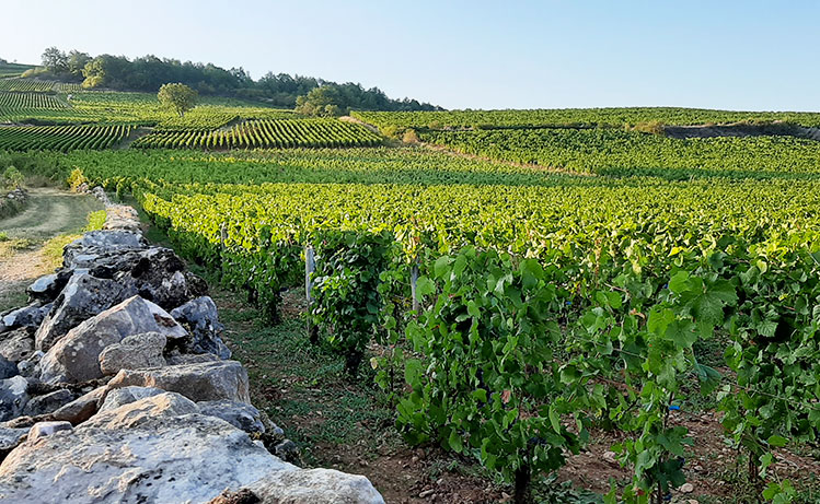 Mercurey 1er cru bio Clos du Paradis